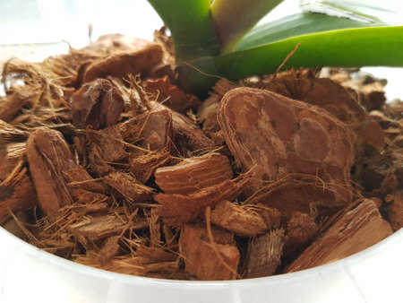 Coconut fiber in a pot with orchid flowerの写真素材