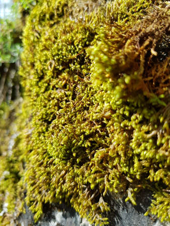 Green moss on a tree trunk