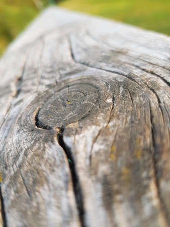 Texture of old white wood logの写真素材
