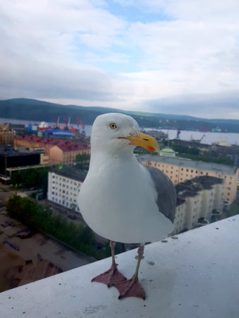 Cormorant sits on the windowsill of a high-rise buildingの写真素材