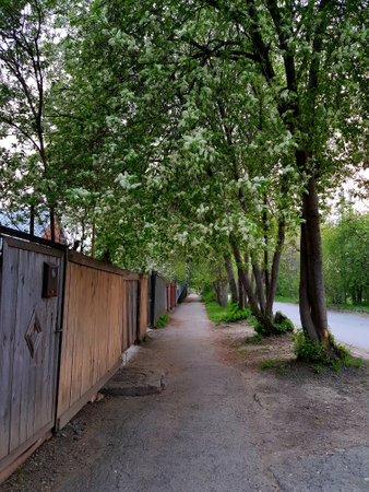 Apple trees with white flowers along the pathの写真素材