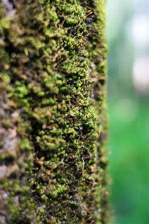Green moss grows on a tree trunkの写真素材