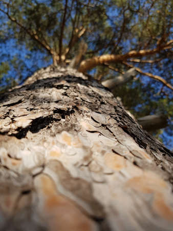 Tree trunk on blue sky background