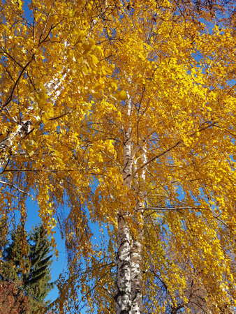 Yellow birch leaves on blue sky backgroundの写真素材