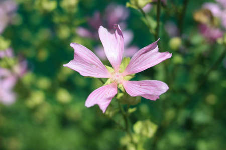 Pink flower on green meadow