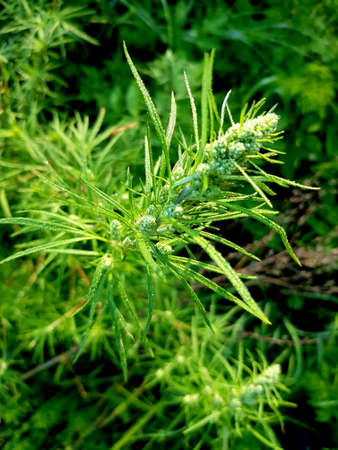 Plant in drops of dew on a green meadowの写真素材