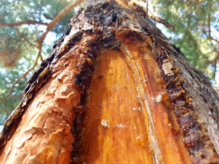 Resin flows down the trunk of a pine treeの写真素材