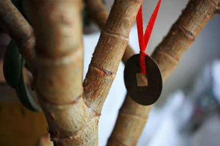 Chinese coin for wealth hanging on the tree