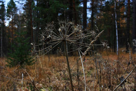 Dried flowers grow in a dark forest
