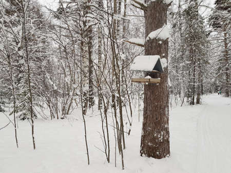 bird feeder in winter forest