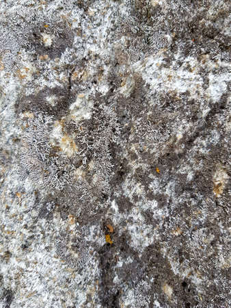 Gray lichen grows on a stone boulderの写真素材