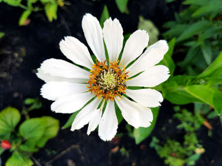 White flower on a green meadowの写真素材