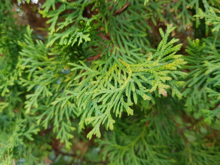 Green soft juniper needles on a branch