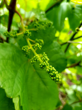 Young unripe bunches of green grapesの写真素材