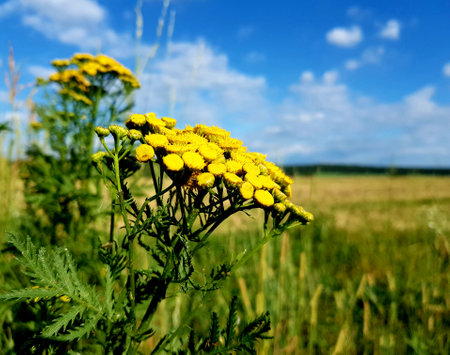 Yellow flowers against the blue skyの写真素材