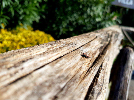 A closeup shot of a fly resting on a tree trunk with blurred background