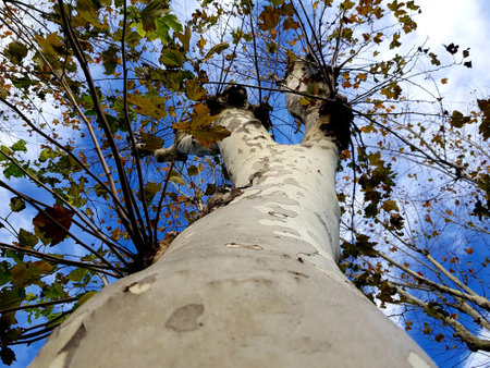 bottom view of birch tree in autumnal forest with blue skyの写真素材