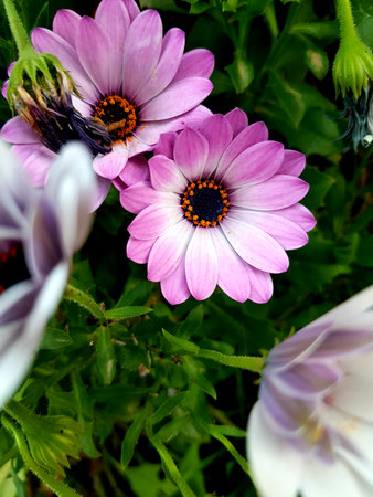 Close up of pink and white osteospermum flowers in bloom