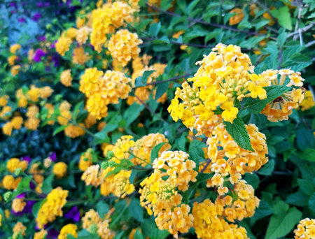 Yellow flowers of Lantana camara in the summer garden.の写真素材