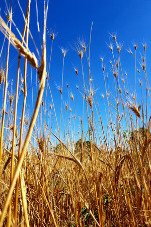 golden wheat field with blue sky in background, closeup of photo