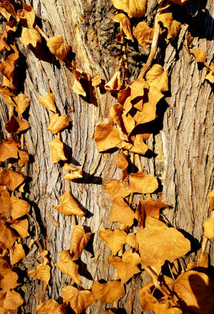 Ginkgo leaves on a tree trunk in autumn, close up
