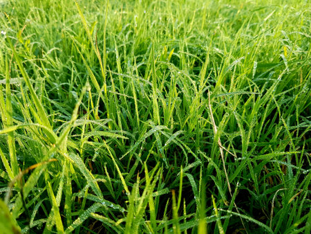Green grass with dew drops in the morning. Natural background.の写真素材