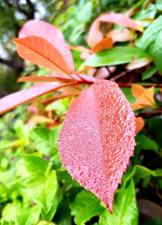 Rain drops on a red leaf in the garden. Selective focus.