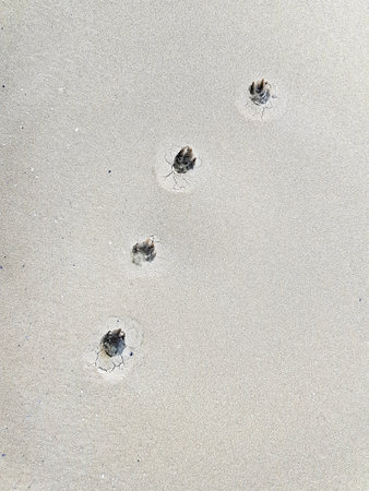 Traces of the dog on the sandy sea shoreの写真素材