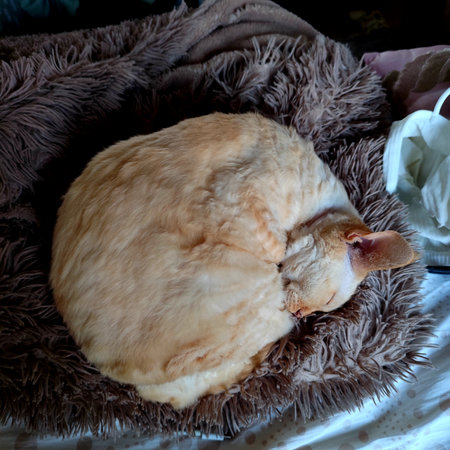 Cute cat sleeping on a soft blanket. Cozy home.