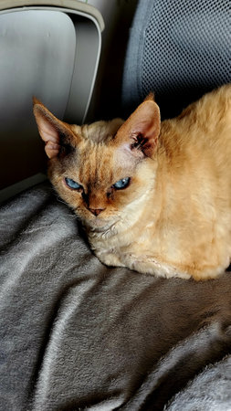 Siamese cat with blue eyes lying on a seat.