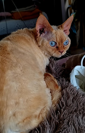 Portrait of a red-haired oriental cat with blue eyes