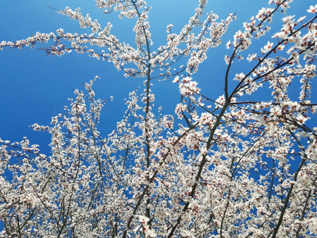 spring flowering of flowers on a tree, white flowers on blue sky background