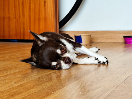 Cute chihuahua dog lying on the floor at homeの写真素材