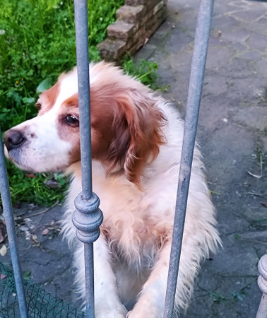 Cavalier king charles spaniel dog in a cage on the streetの写真素材