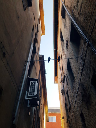 Pigeons on a wire in the city of Bologna, Italyの写真素材