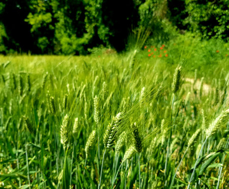 Green wheat field in sunny summer day. Selective focus with shallow depth of field.の写真素材