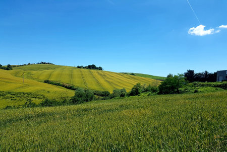 Rural landscape in Tuscany, Italy. Green fields and blue sky.の写真素材