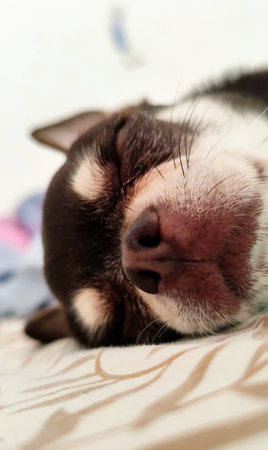 Cute Chihuahua puppy sleeping on the bed. Shallow dof.の写真素材