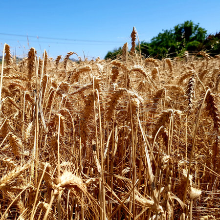 golden wheat field and blue sky in the countryside of Italyの写真素材