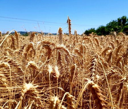 golden ears of wheat on a background of blue sky in summerの写真素材