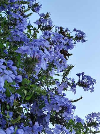 Blue flowers of Plumbago auriculata on blue sky backgroundの写真素材