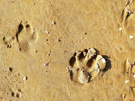 Footprints in the sand of a beach, closeup of photoの写真素材