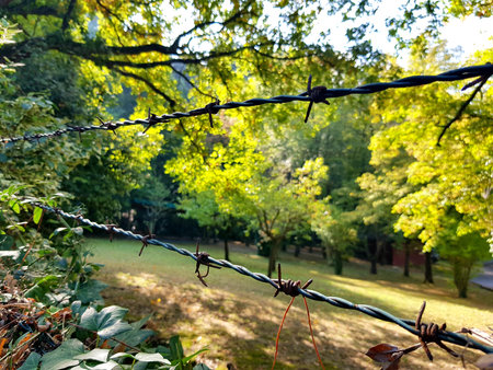 Barbed wire fence in the park on a sunny autumn day.の写真素材