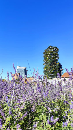 Lavender flowers and skyscrapers.の写真素材