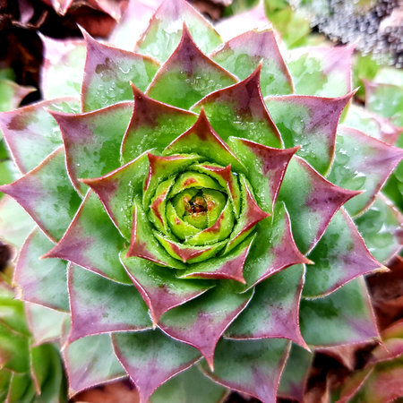 Close up of succulent plant in a botanical garden with raindropsの写真素材