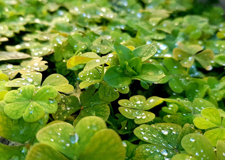 Green clover leaves with water droplets in the morning, close up