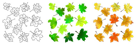 Hand-drawn collection vector illustration of maple leaves. Set of Contours and Green Yellow Red autumn leaves on a white background.のイラスト素材