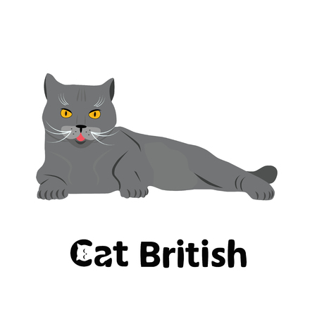Cute domestic cat with orange eyes  lies and looks on isolated  a white background. Vector  illustration.のイラスト素材