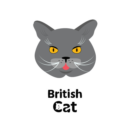 Vector Portrait of British Cat. Vector  illustration.のイラスト素材