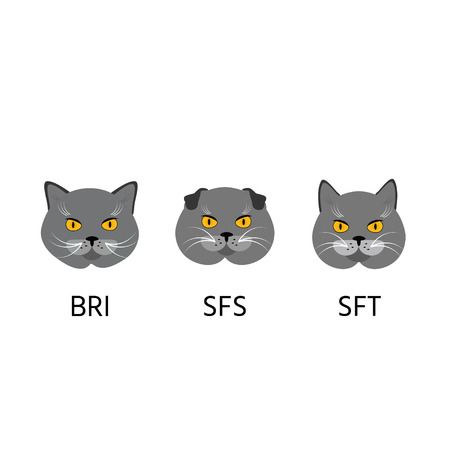 British, scottish shorthair cats, set cat face flat icon. Vector illustration.のイラスト素材